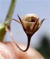  Dehiscing capsule